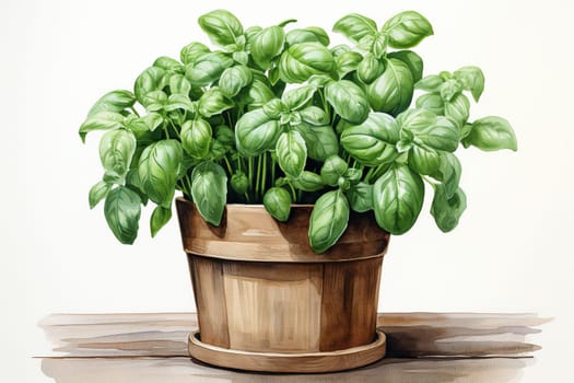 Basil in a pot, watercolor drawing.