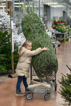 Small girl chooses a Christmas tree in the shop.