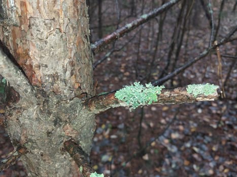 Moss grew on a pine branch in a the forest