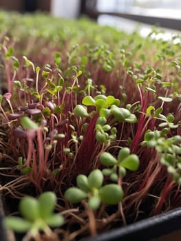 Microgreens in a container on the table. Green background made from microgreens.