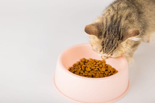 An isolated adorable tabby cat sits next to a food bowl on the floor eating a delicious meal. The cat's curious eye and small tongue add to the charm of this heartwarming portrait.