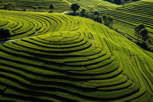 Green tea plantation at sunrise time,nature background. Aerial view. AI Generated