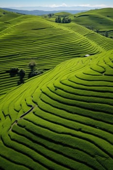 Green tea plantation at sunrise time,nature background. Aerial view. AI Generated