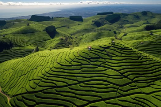 Green tea plantation at sunrise time,nature background. Aerial view. AI Generated