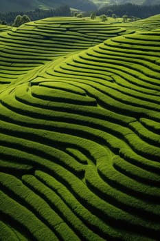 Green tea plantation at sunrise time,nature background. Aerial view. AI Generated