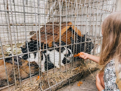 Little girl feeds carrots to rabbits by pushing it through a net in a paddock. High quality photo