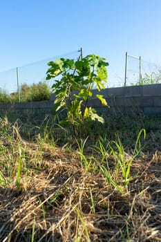 View of a small fig tree in full development in a crop field on a nice sunny day