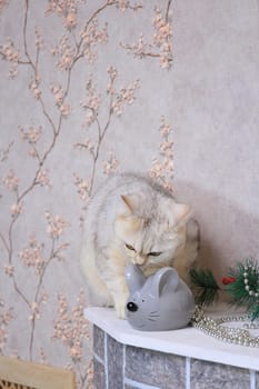 Domestic cat sits next to a gray artificial mouse