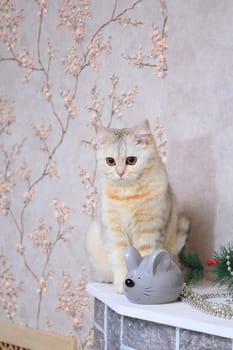 Domestic cat sits next to a gray artificial mouse