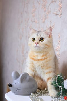 
Domestic cat sits next to a gray artificial mouse