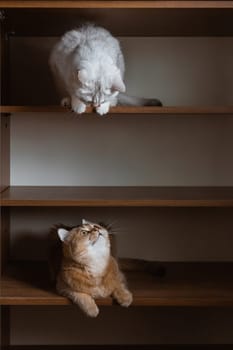 Two British bred domestic cats look at each other from different shelves of the closet