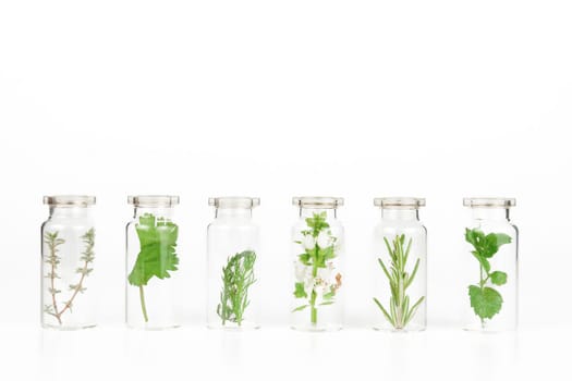 aromatic plants in a glass jar isolated on a white background,rosemary,basil,dill,mint,thyme,cilantro