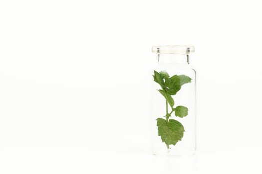 close-up of a glass jar with leaves of fresh mint isolated on white background