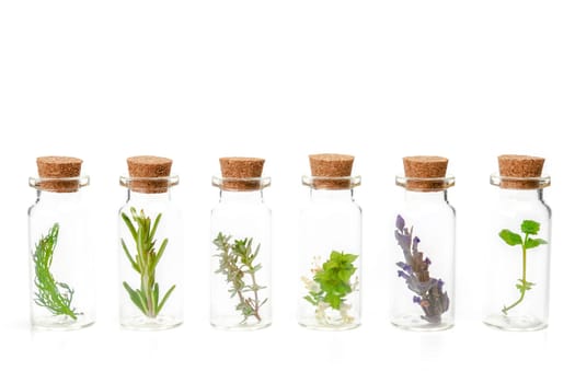 aromatic plants in a glass jar isolated on a white background,rosemary,basil,dill,mint,thyme,cilantro