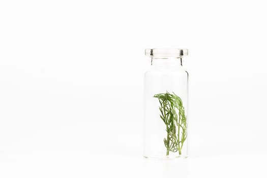 close-up of a glass jar with fresh dill leaves isolated on a white background