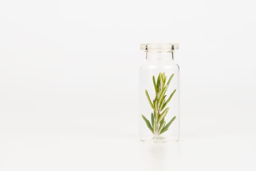 close-up of a glass jar with branches of fresh rosemary isolated on a white background