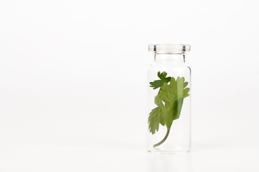close-up of a glass jar with fresh coriander leaves isolated on a white background