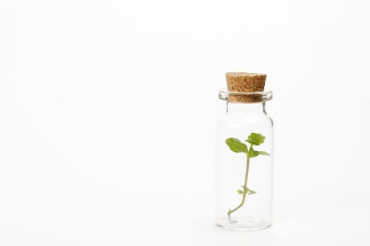 close-up of a glass jar with leaves of fresh mint isolated on white background