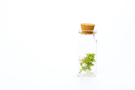 close-up of a glass jar with fresh basil branches isolated on white background