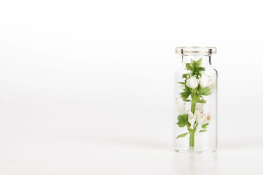 close-up of a glass jar with fresh basil branches isolated on white background