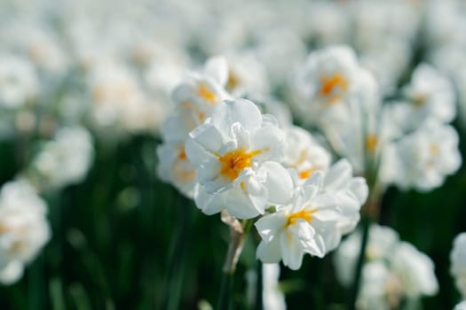 Experience the breathtaking beauty of a vast field filled with immaculate white daffodils in full bloom during the enchanting spring season in the picturesque landscapes of the Netherlands.