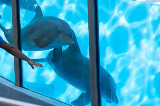 A man is looking at a dolphin through a glass window