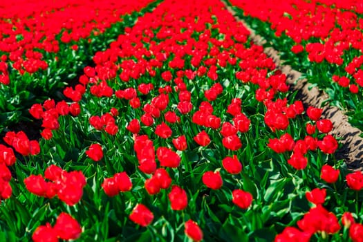 Vast and vibrant red tulip fields in the Netherlands showcasing a captivating display of nature's beauty during springtime, creating a mesmerizing and breathtaking view.