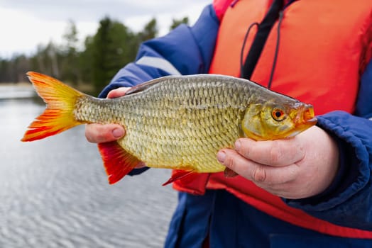 A skilled woman angler smiling while proudly displaying her impressive big redfin fish catch in her hands during a successful fishing trip by the lake on a sunny day.