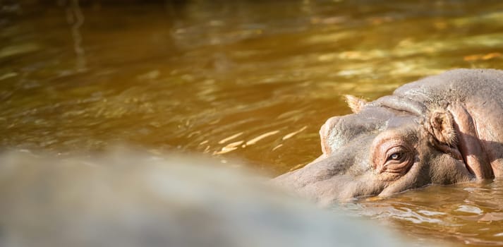 A hippopotamus swimming in a body of water