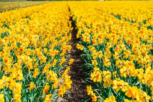 A mesmerizing landscape of endless yellow daffodils blooming in a field surrounded by lush greenery in the picturesque Netherlands during the beautiful month of April.