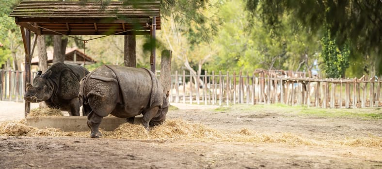 A rhinoceros eating hay in a zoo enclosure