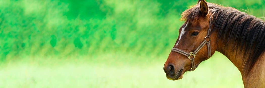 Close-up shot of a magnificent brown Thoroughbred horse in a bright, sunlit field. The horse exudes power and elegance, with a mane flowing in the warm summer breeze.