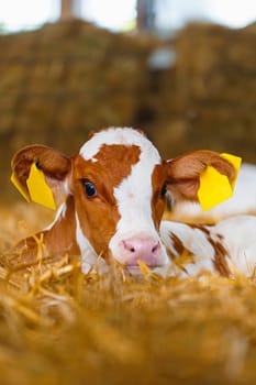 A tranquil and picturesque scene capturing a newborn white and orange calf relaxing on a bed of fresh, golden hay, creating a serene and calming atmosphere.