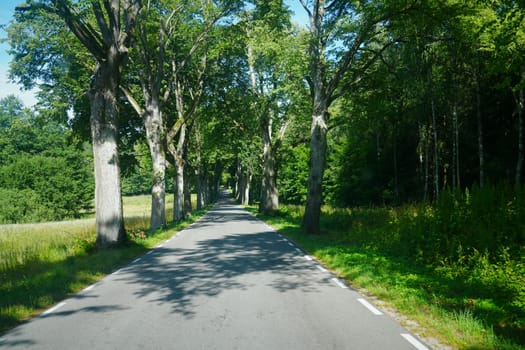 A mesmerizing view of an endless asphalt road, enveloped by parallel rows of radiant poplar trees, making for a scenic yet hazardous journey through the captivating landscape.