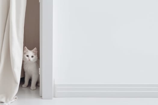 White cat hides on the floor near the white window in minimalistic style, sunny daylight with copy space. Generative AI
