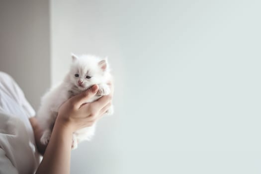 Cute domestic white kitten snoozing in the arms of a human in a white room with copy space. Generative AI