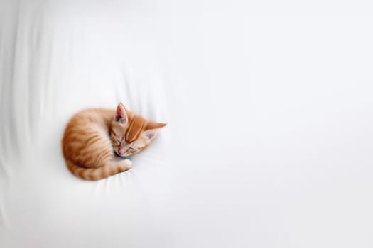 Cute domestic red cat lying and sleeping on a bed on a white sheets in the bedroom with copy space. Generative AI