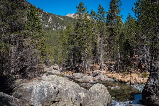 A river running through a forest filled with rocks