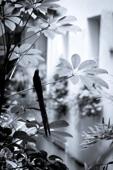 Bird perched on a branch of a green plant. No people