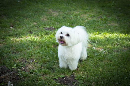 White maltese bichon on the grass outdoors. No people