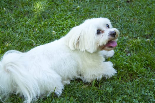 White maltese bichon on the grass outdoors. No people