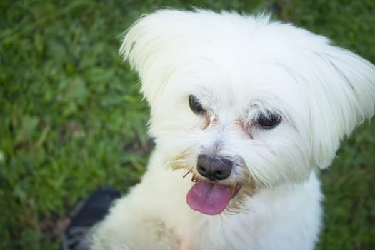 White maltese bichon on the grass outdoors. No people