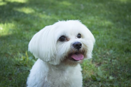 White maltese bichon on the grass outdoors. No people