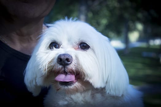 White maltese bichon on the grass outdoors. No people