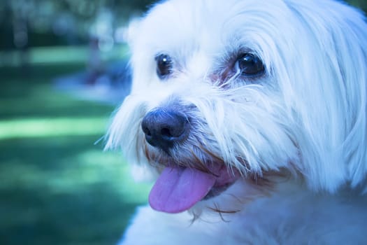 White maltese bichon on the grass outdoors. No people