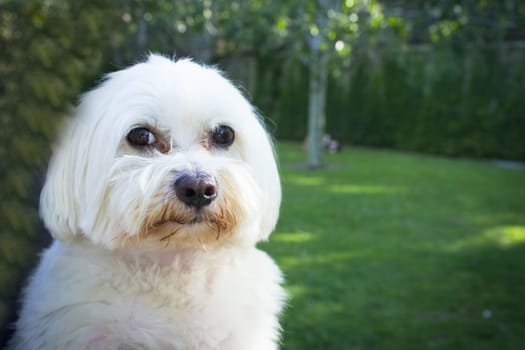 White maltese bichon on the grass outdoors. No people