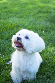 White maltese bichon on the grass outdoors. No people
