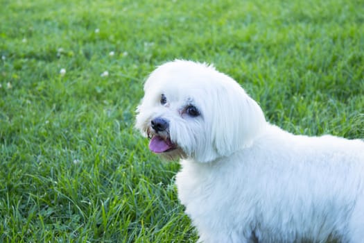 White maltese bichon on the grass outdoors. No people