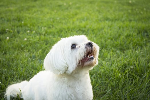 White maltese bichon on the grass outdoors. No people