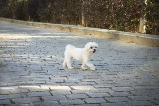 White maltese bichon on the grass outdoors. No people